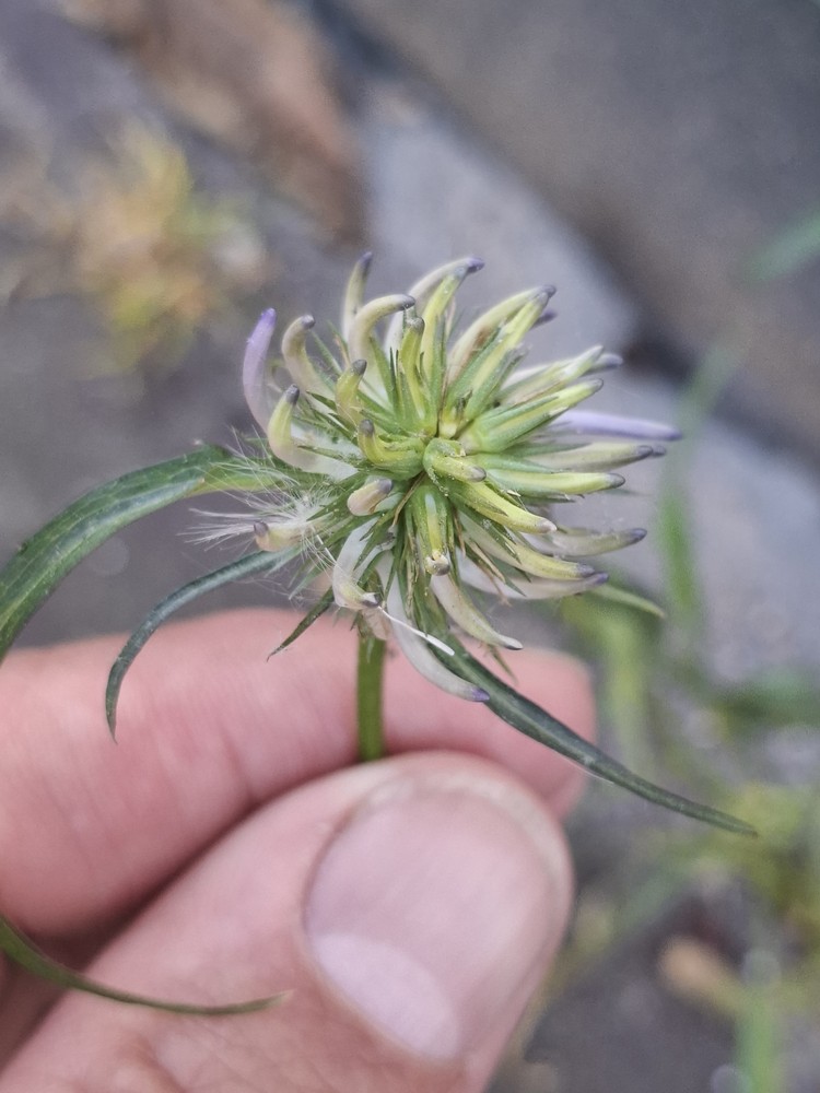 Phyteuma scheuchzeri (Oxford Rampion) (alternate view 11)