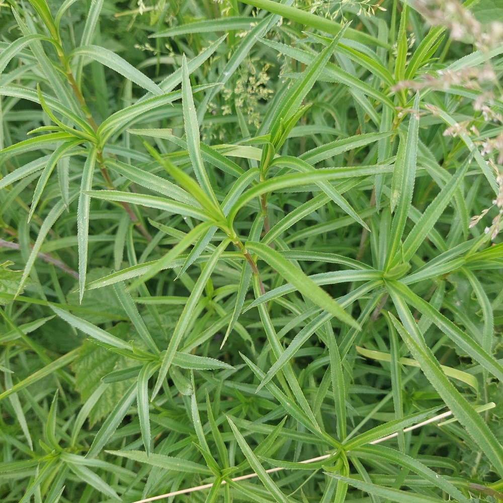 Achillea ptarmica (Sneezewort) (alternate view 7)