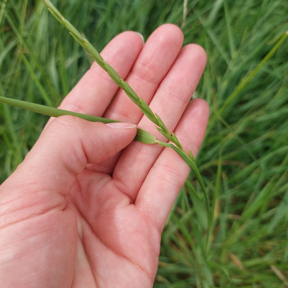 Elymus repens (quackgrass) (alternate view 3)