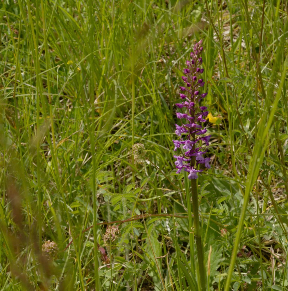 Gymnadenia conopsea (Fragrant Orchid) (alternate view 10)