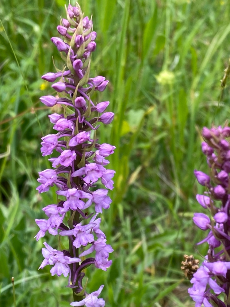 Gymnadenia conopsea (Fragrant Orchid) (alternate view 8)