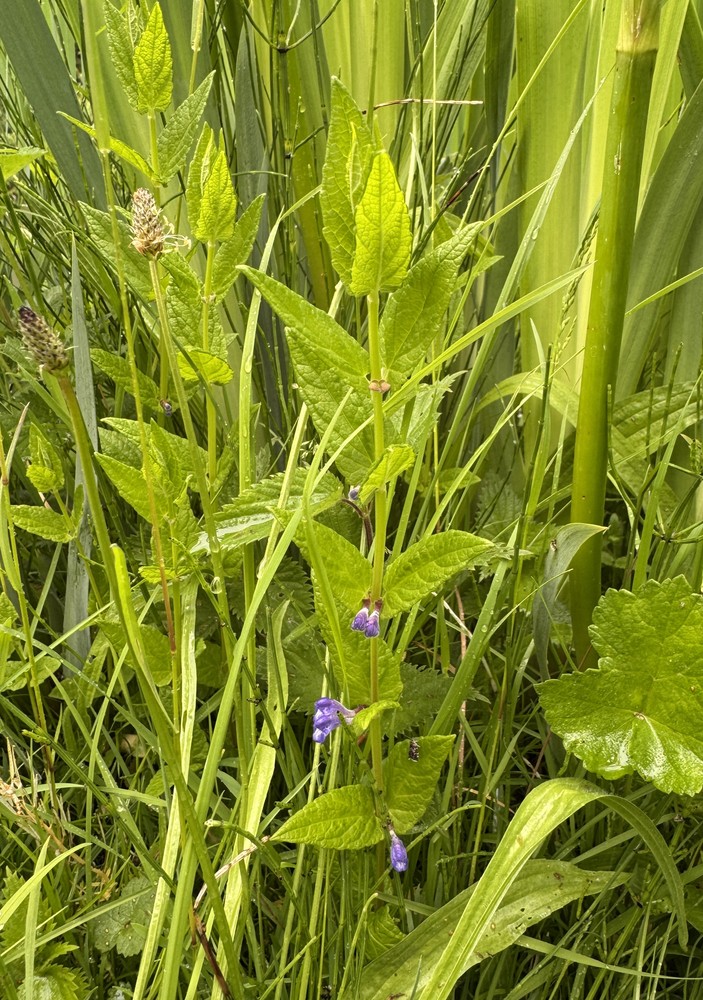 Scutellaria galericulata (Marsh Skullcap) (alternate view 12)