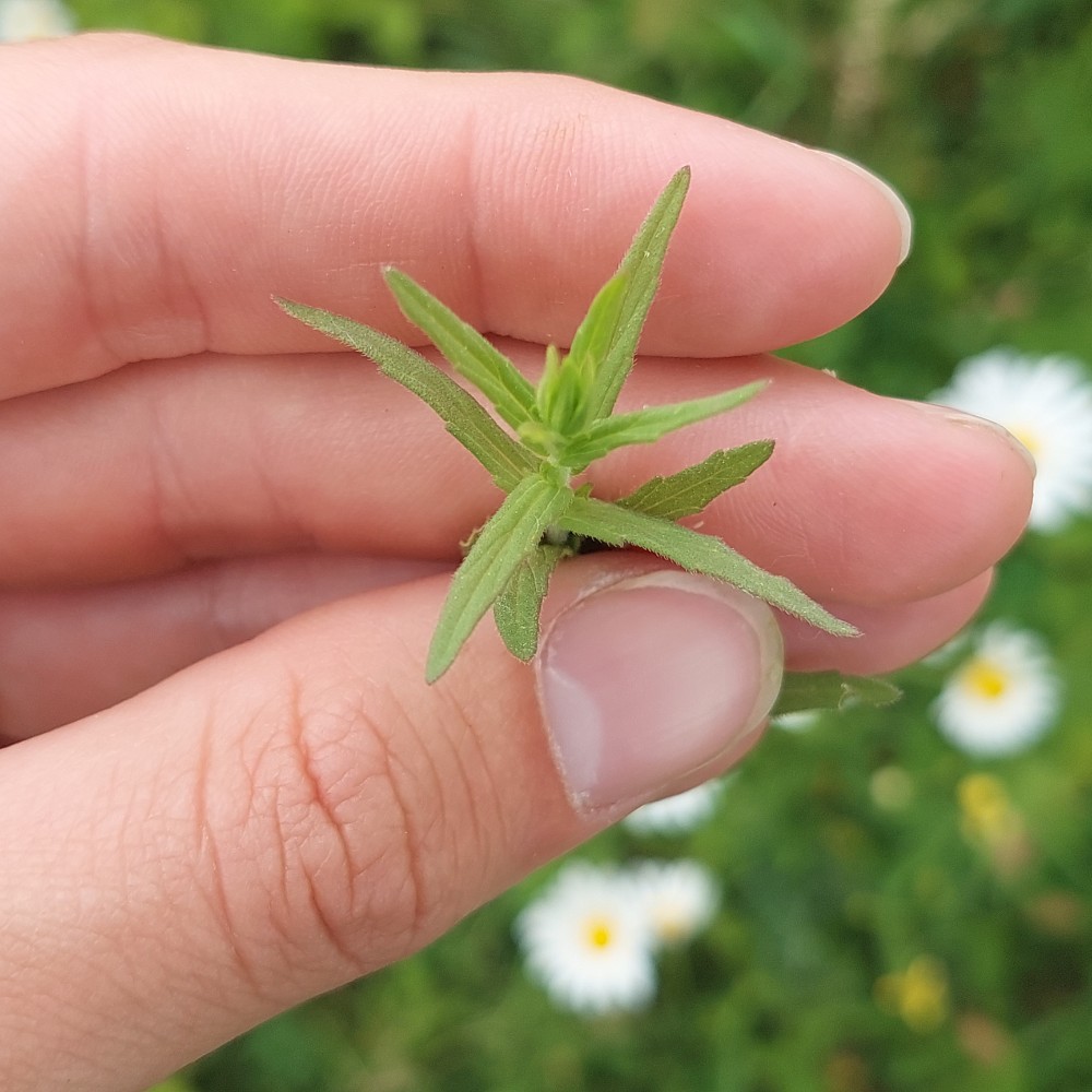 Odontites vernus (Red Bartsia) (alternate view 13)