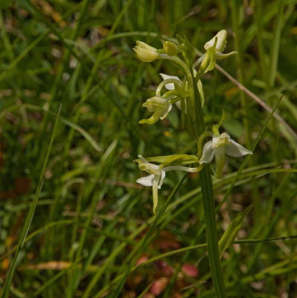Platanthera chlorantha (Greater butterfly-orchid) (alternate view 6)