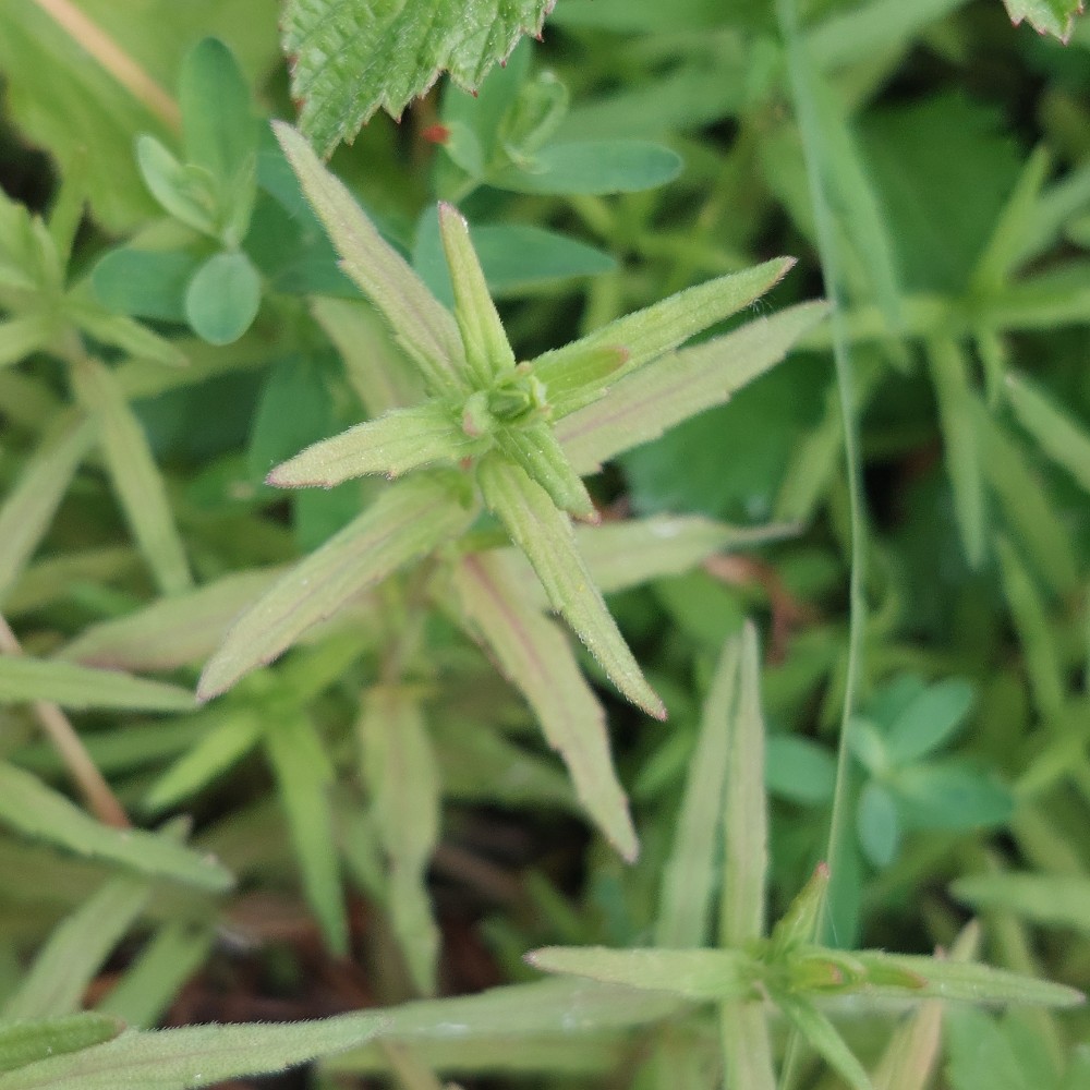 Odontites vernus (Red Bartsia) (alternate view 12)