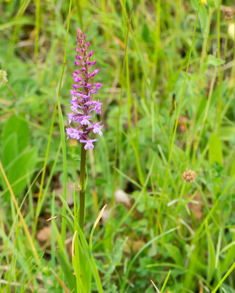 Gymnadenia conopsea (Fragrant Orchid) (alternate view 7)