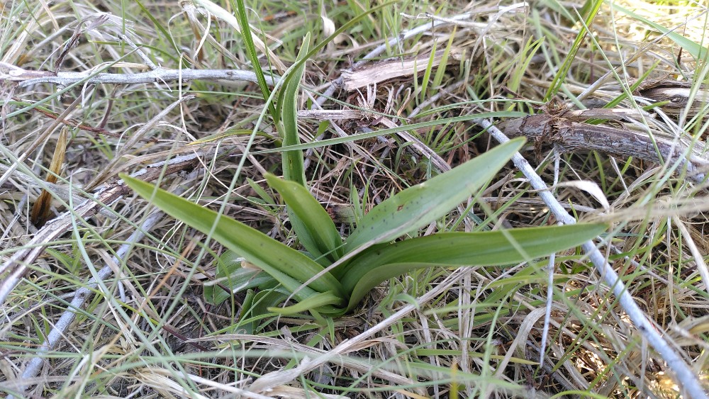 Dactylorhiza incarnata (Early Marsh-orchid) (alternate view 8)