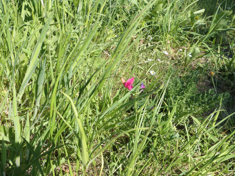 Lathyrus nissolia (Grass Vetchling) (alternate view 13)