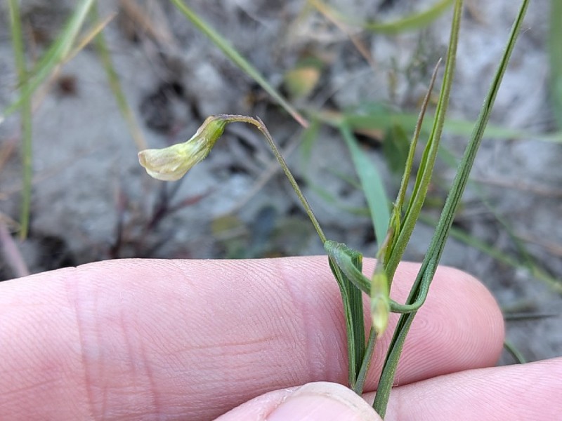 Lathyrus nissolia (Grass Vetchling) (alternate view 11)
