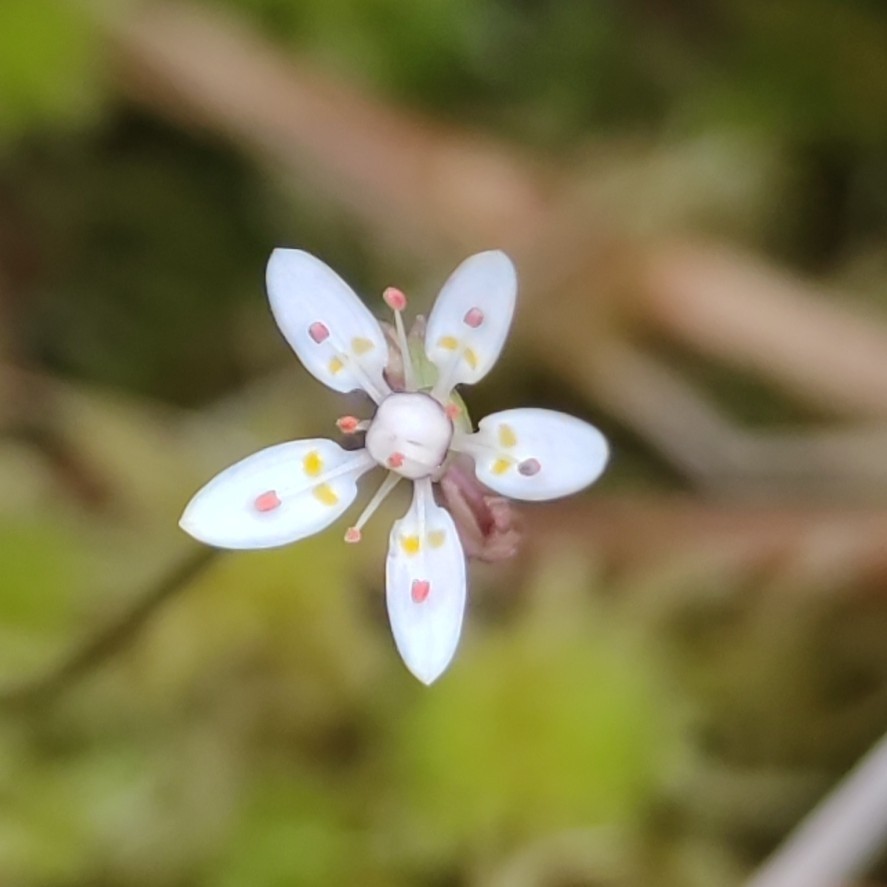 Micranthes stellaris (Hairy Kidney-wort) (alternate view 10)