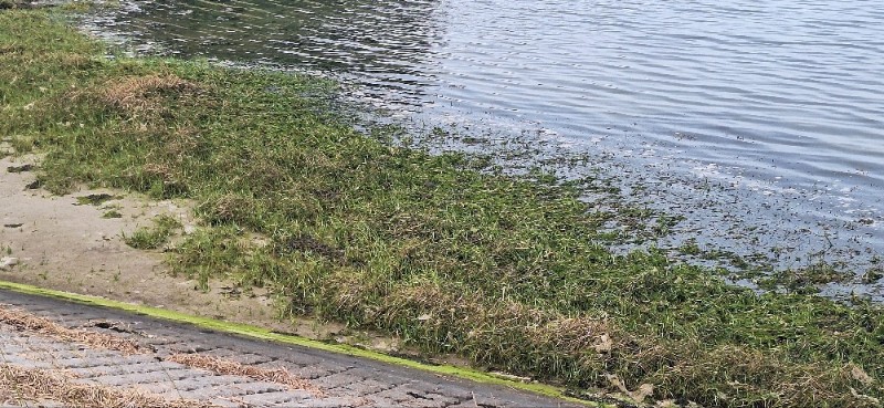Spartina anglica (English cordgrass) (alternate view 2)