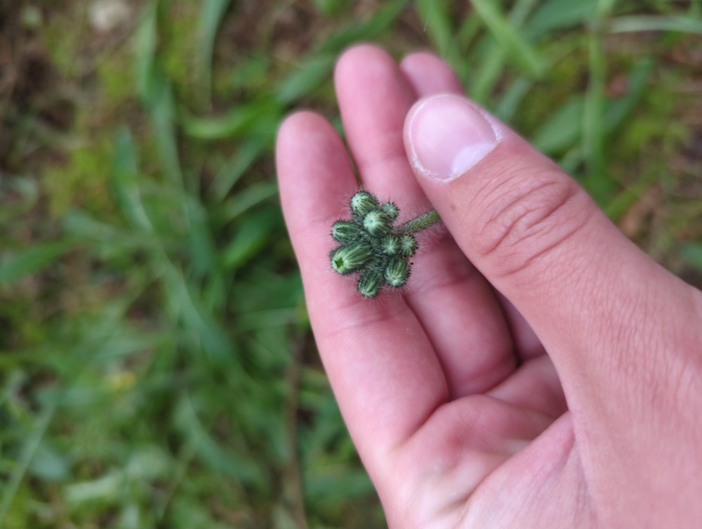 Pilosella caespitosa (meadow hawkweed) (alternate view 9)