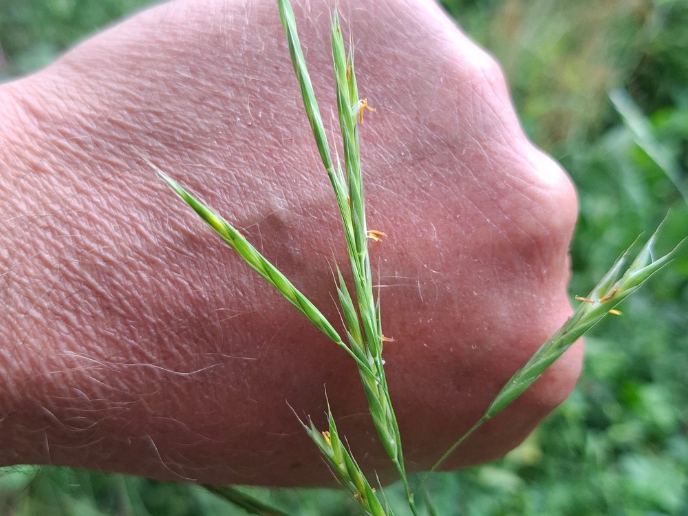 Bromus sitchensis (Alaska brome) (alternate view 10)