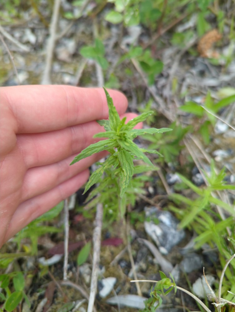Odontites vernus (Red Bartsia) (alternate view 14)