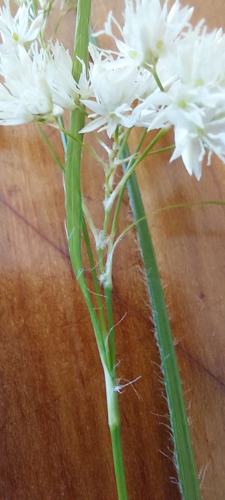 Luzula nivea