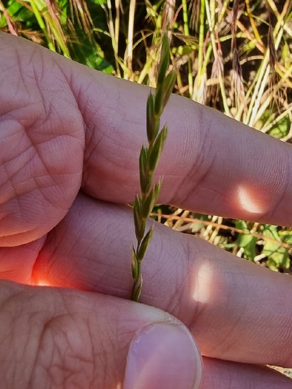 Elymus repens (quackgrass)