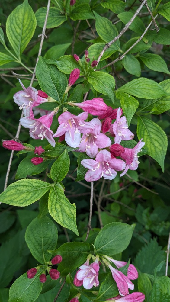 Weigela florida (weigela) (alternate view 11)