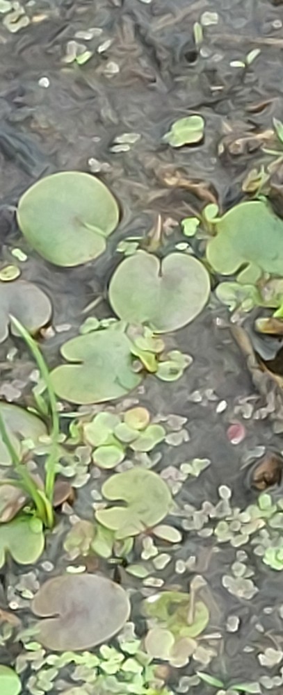Hydrocharis morsus-ranae (European Frog-bit) (alternate view 11)
