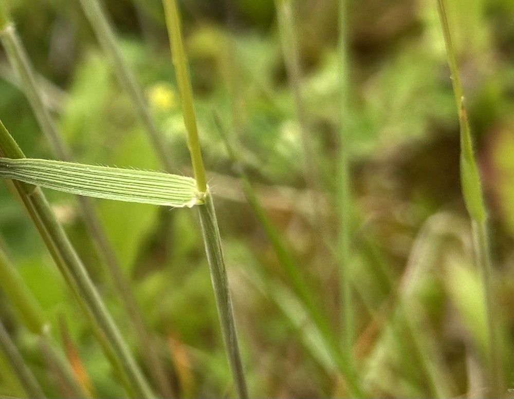Koeleria macrantha (Prairie Junegrass) (alternate view 2)