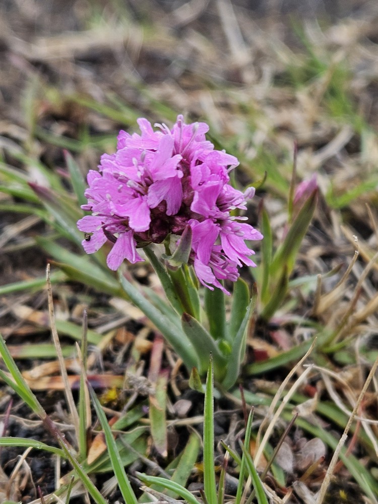 Lychnis alpina (Alpine Campion)