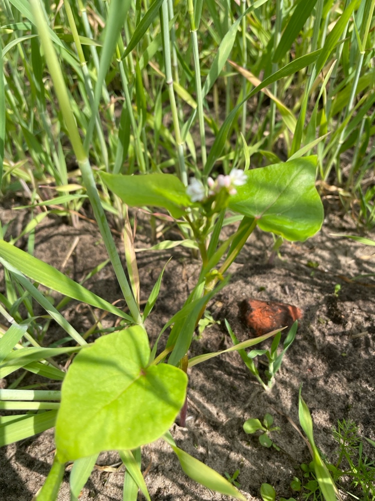 Fagopyrum esculentum (Common Buckwheat) (alternate view 12)