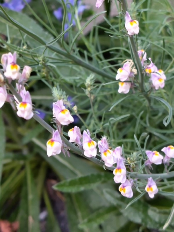 Linaria repens (Pale Toadflax) (alternate view 11)