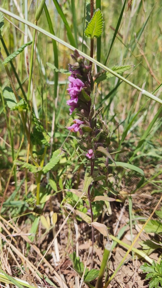 Odontites vernus (Red Bartsia) (alternate view 11)