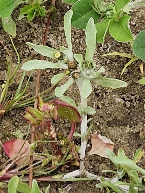 Gnaphalium uliginosum (marsh cudweed) (alternate view 11)