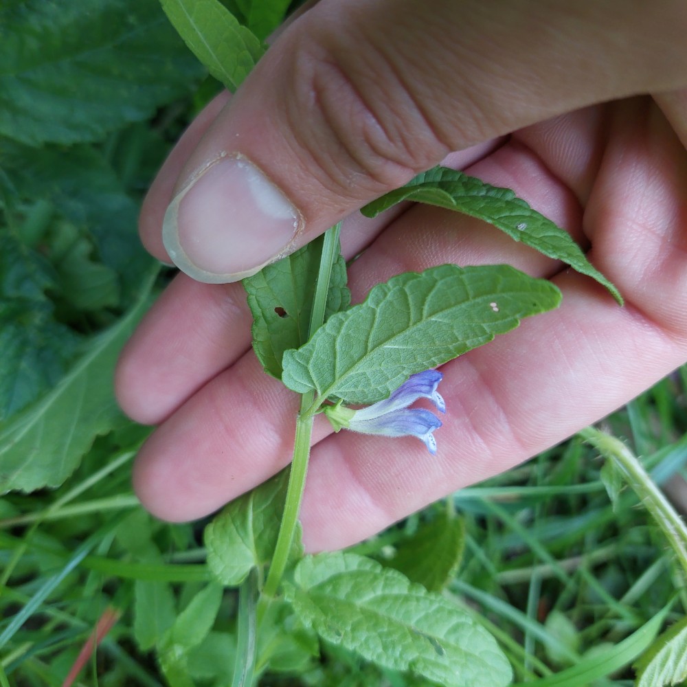 Scutellaria galericulata (Marsh Skullcap) (alternate view 13)