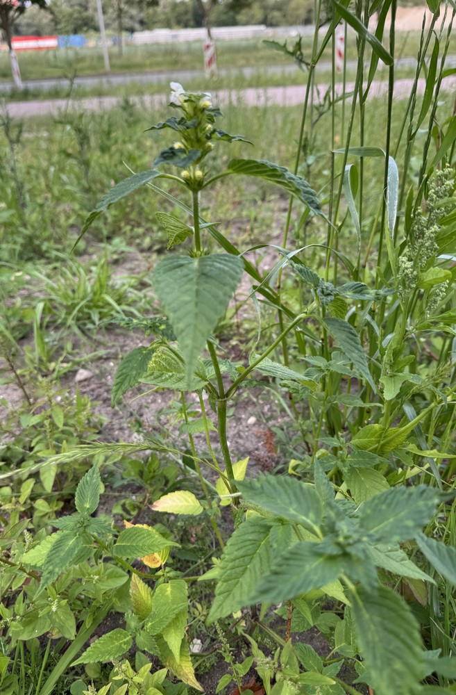 Galeopsis tetrahit (Common hemp-nettle) (alternate view 13)