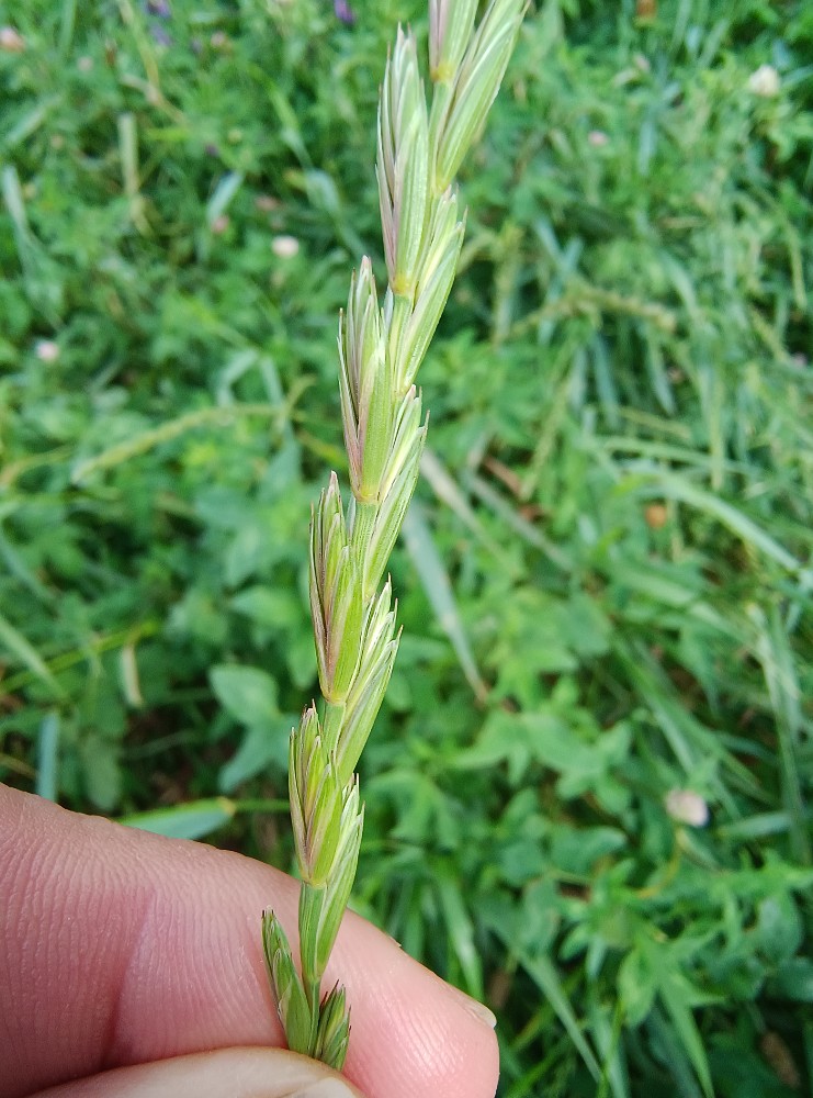 Elymus repens (quackgrass) (alternate view 2)