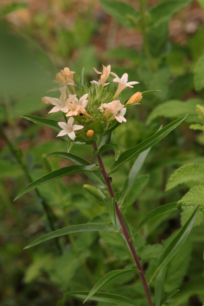 Collomia grandiflora (grand collomia) (alternate view 11)