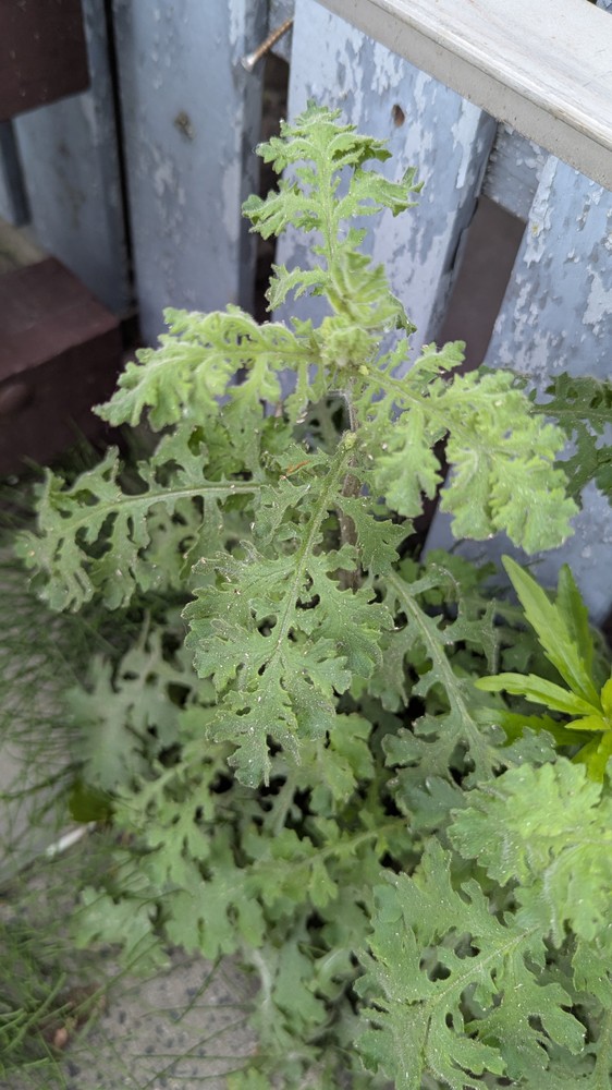Senecio viscosus (Sticky Groundsel) (alternate view 11)