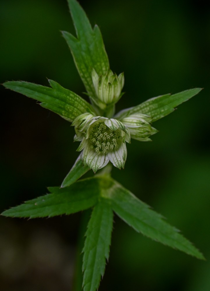 Astrantia major (Great Masterwort)