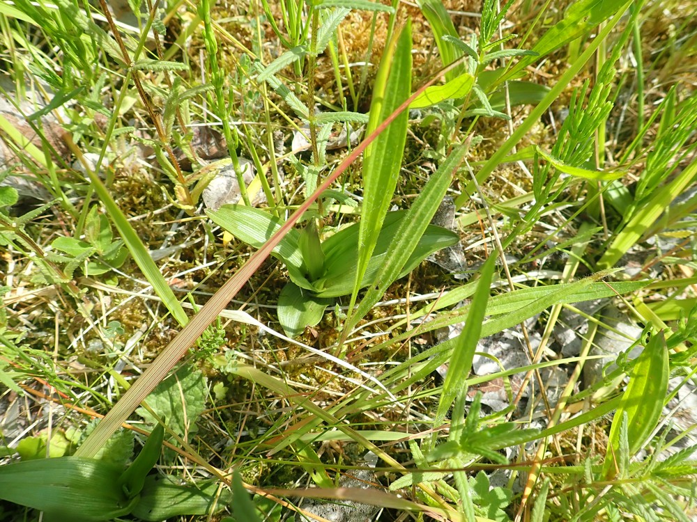 Epipactis palustris (Marsh Helleborine) (alternate view 8)
