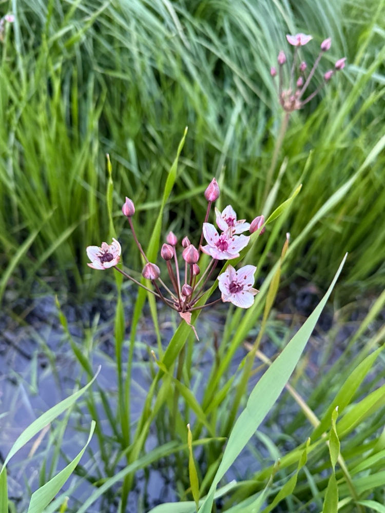 Butomus umbellatus (flowering rush) (alternate view 12)