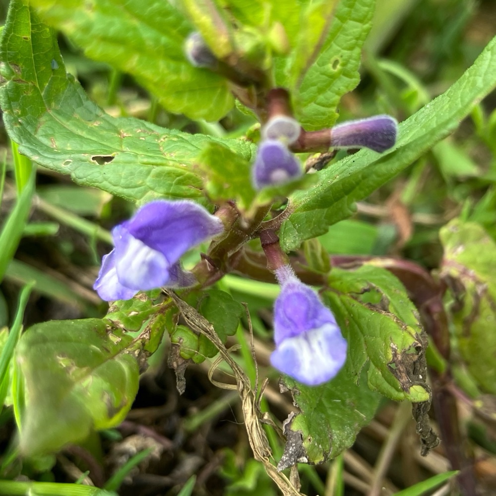 Scutellaria galericulata (Marsh Skullcap) (alternate view 14)
