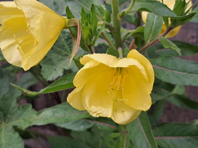 Oenothera glazioviana (Large-flowered Evening-primrose) (alternate view 11)