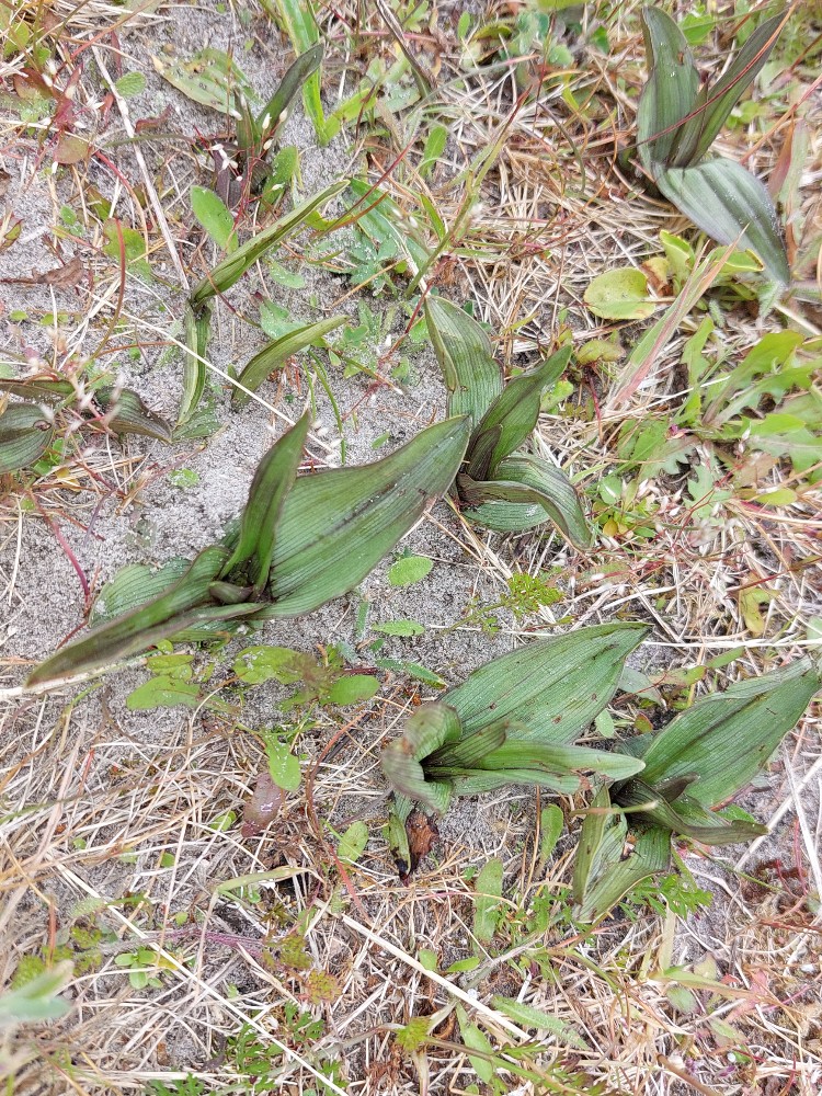 Epipactis palustris (Marsh Helleborine) (alternate view 9)