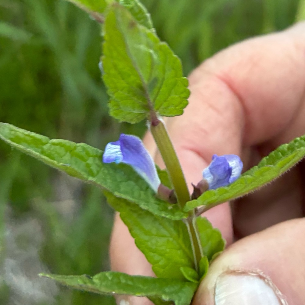 Scutellaria galericulata (Marsh Skullcap) (alternate view 11)