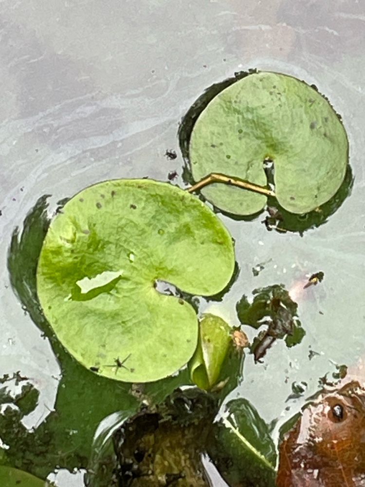 Hydrocharis morsus-ranae (European Frog-bit) (alternate view 13)