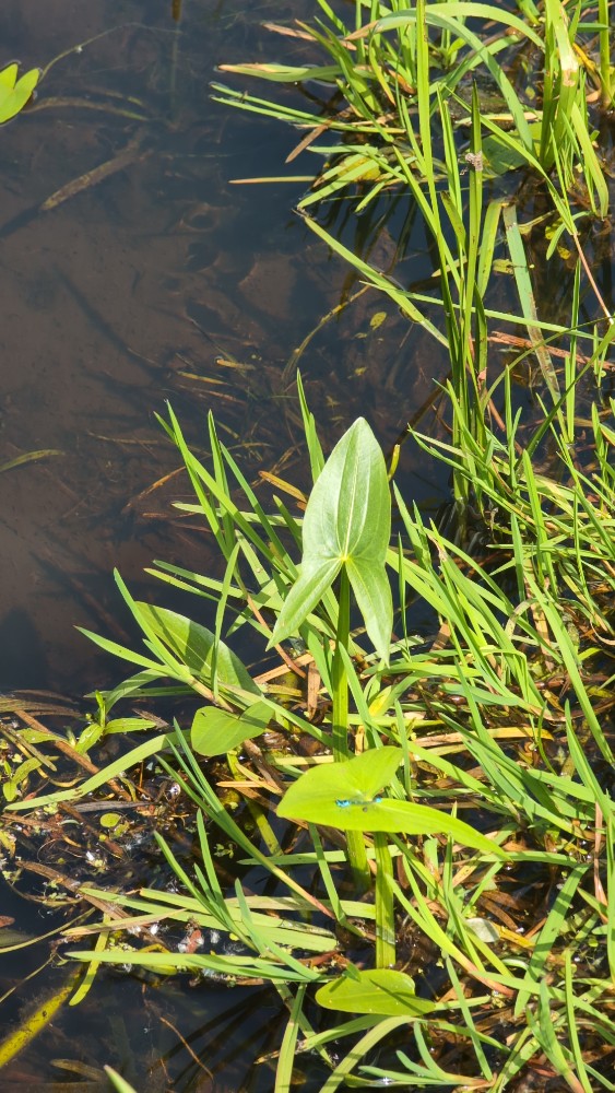 Sagittaria sagittifolia (Arrowhead) (alternate view 11)