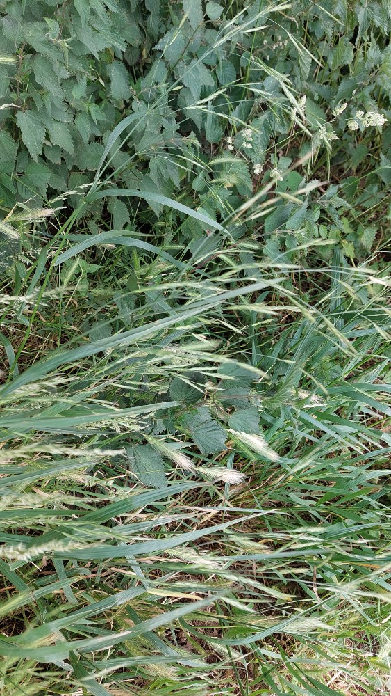 Bromus sitchensis (Alaska brome) (alternate view 9)