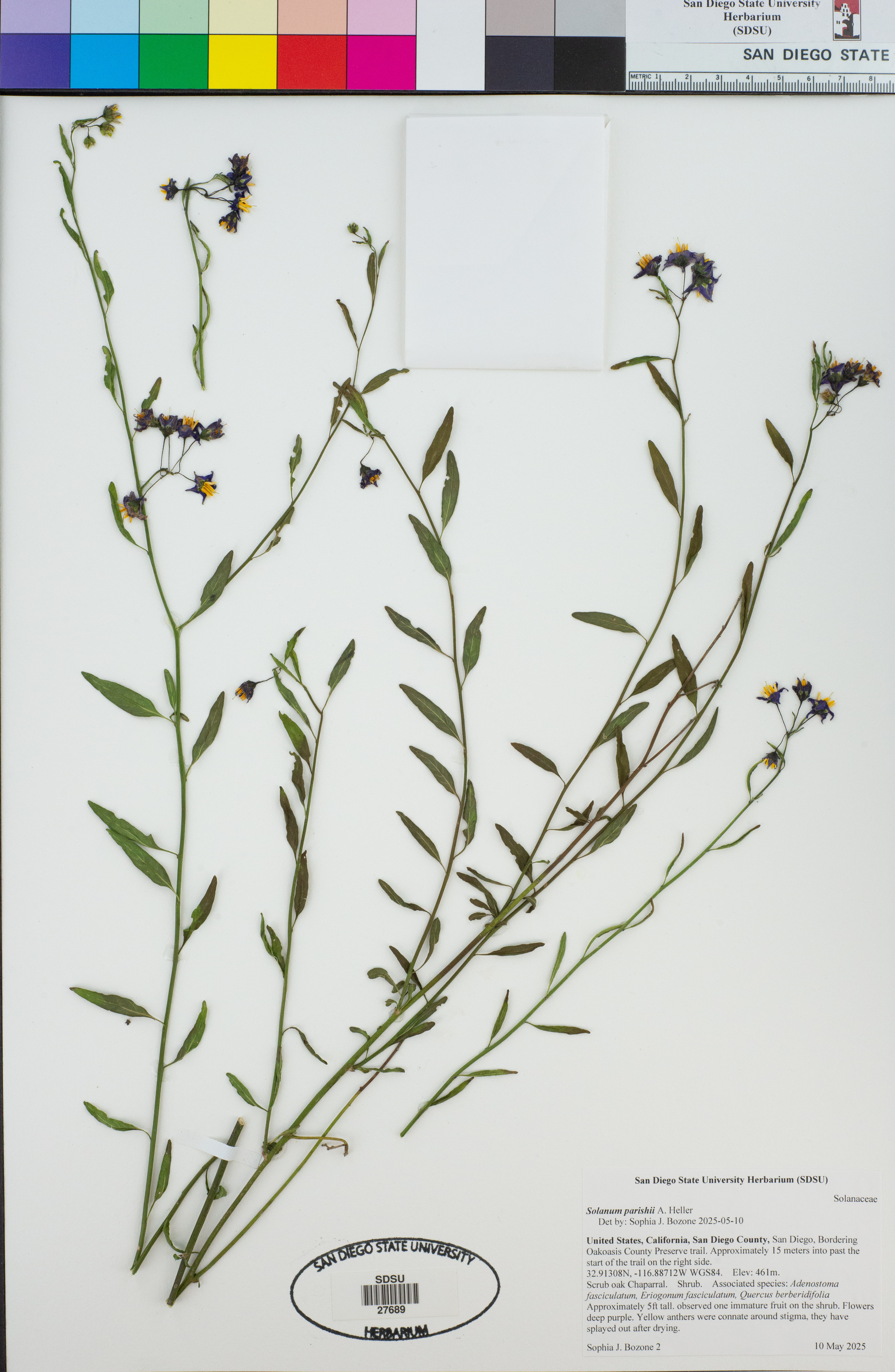 Solanum parishii (Parish's nightshade)