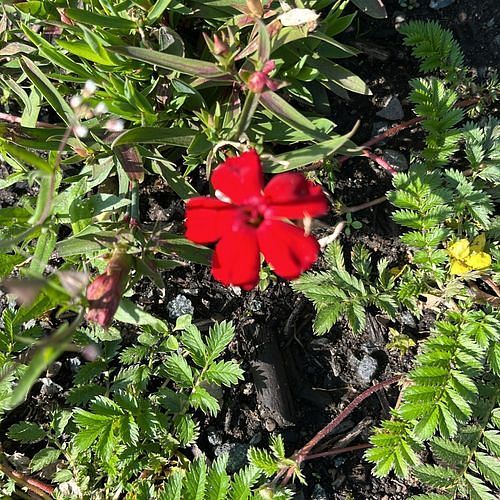 Linum grandiflorum (Scarlet Flax) (alternate view 11)