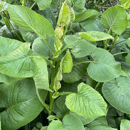 Cicerbita macrophylla (Common Blue-sow-thistle) (alternate view 10)