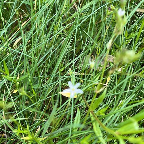 Anthericum ramosum