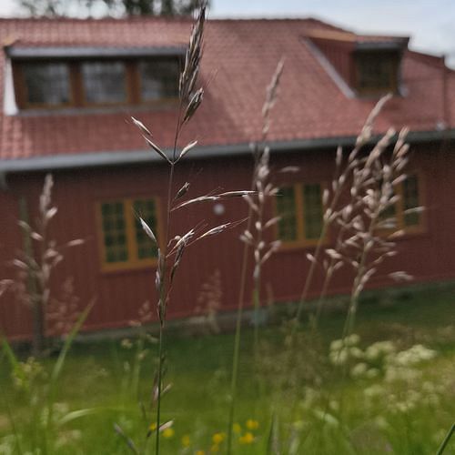 Calamagrostis brachytricha (Korean Feather Reed Grass) (alternate view 5)