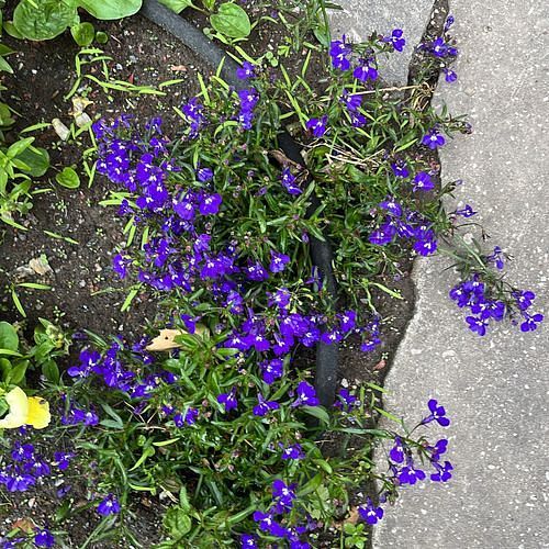 Lobelia erinus (bedding lobelia) (alternate view 13)