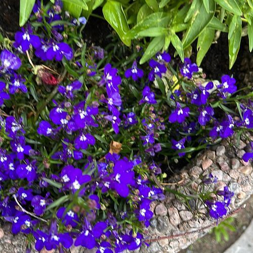 Lobelia erinus (bedding lobelia) (alternate view 14)